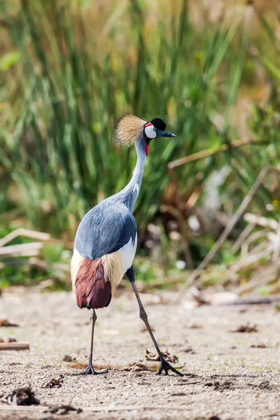 Grey coronado grúa Balearica regulorum en la sabana de Kenia, África —  Fotos de Stock