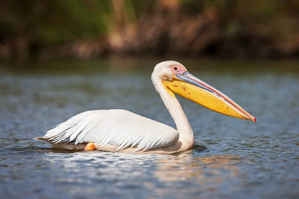 Grande natação pelicana branca no Parque Nacional do Lago Narasha, Quênia, África — Fotografia de Stock