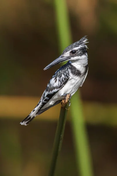 Pied kingfisher Ceryle rudis perched on a branch, South Africa — Stock Photo, Image