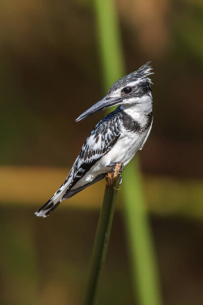 Pied kingfisher Ceryle rudis perched on a branch, South Africa