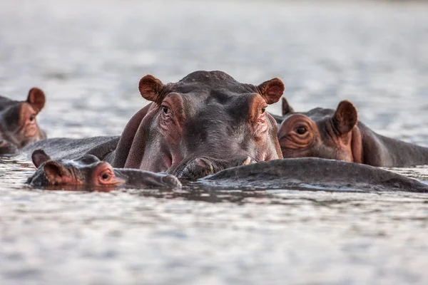 Hipopótamos Hipopótamos anfíbios nadando na água, África. Fechar — Fotografia de Stock