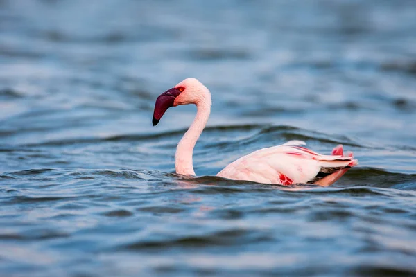 Mindre flamingo, som är den största attraktionen för turister på Lake Nakuru — Stockfoto