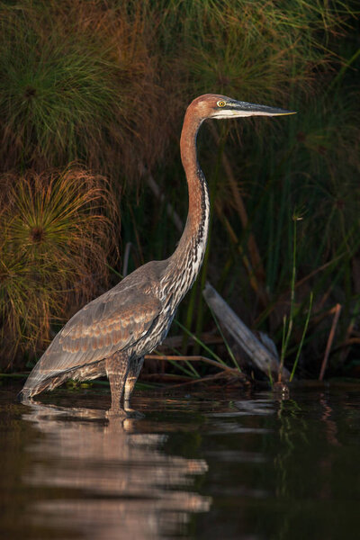 Grey African heron bird in the water close up.