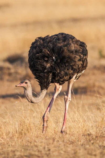 Avestruz macho salvaje caminando sobre llanuras rocosas de África. De cerca. —  Fotos de Stock