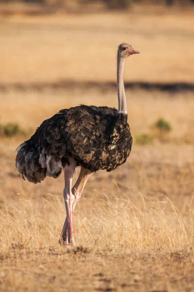 Avestruz macho salvaje caminando sobre llanuras rocosas de África. De cerca. —  Fotos de Stock