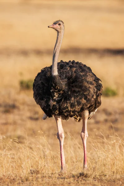 Vahşi erkek devekuşu kayalık Afrika ovalarında yürüyen. Yakın çekim