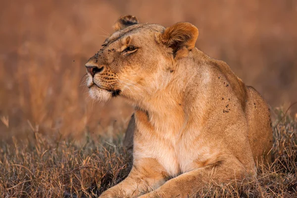 Retrato de cerca de una majestuosa leona en la naturaleza, África — Foto de Stock
