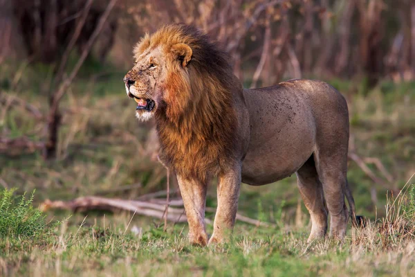 Mannetjes leeuw staande in het gras bij zonsondergang, Kenia. — Stockfoto