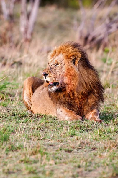 León macho acostado en la hierba al atardecer Masai Mara, Kenia —  Fotos de Stock