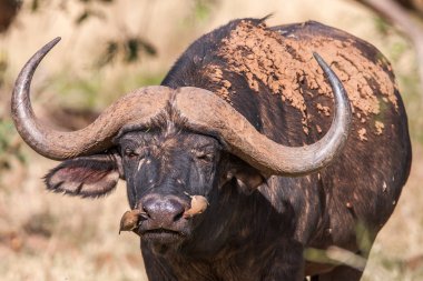 Afrika buffalo inek Syncerus caffer portre - Kruger Milli Parkı
