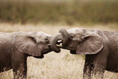 Yavaşça - birbirlerini dokunmadan filler Addo Elephant Milli Parkı