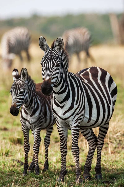 Две зебры создают идеальную симметрию и гармонию во время игры, головы вместе — стоковое фото