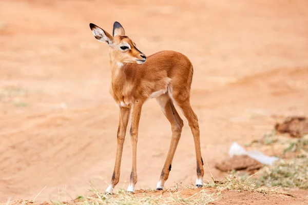 Jonge Impala baby staat en kijken naar andere antilopen in een wildpark — Stockfoto