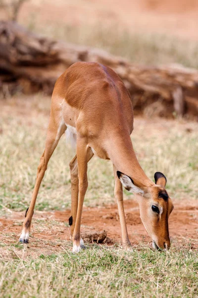 Impala młode baby stoi i oglądanie innych antylopy w game reserve — Zdjęcie stockowe