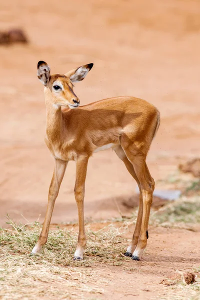 Unga Impala baby står och tittar på andra antiloper i en game reserve — Stockfoto