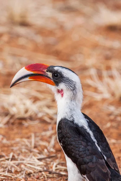 Hornbill africano encontrado en Sudáfrica —  Fotos de Stock