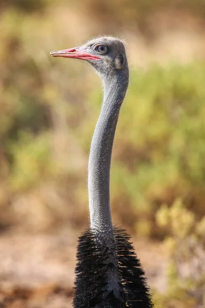Primer plano de un avestruz común Struthio Camelus con Savannah en África —  Fotos de Stock