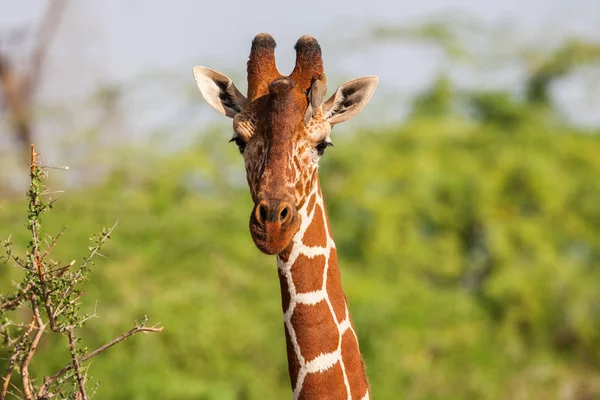 Girafa reticulada o retrato masculino, contra o pano de fundo da savana. Fechar — Fotografia de Stock