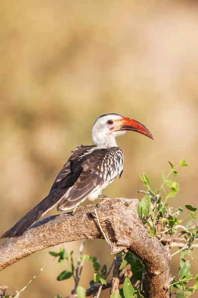 Hornbill africano encontrado en Sudáfrica —  Fotos de Stock
