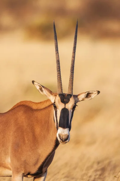 Retrato de um antílope gemsbok Oryx gazella no deserto, África — Fotografia de Stock