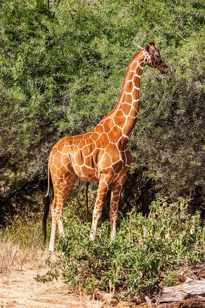 African giraffe standing near the tree in savannah.