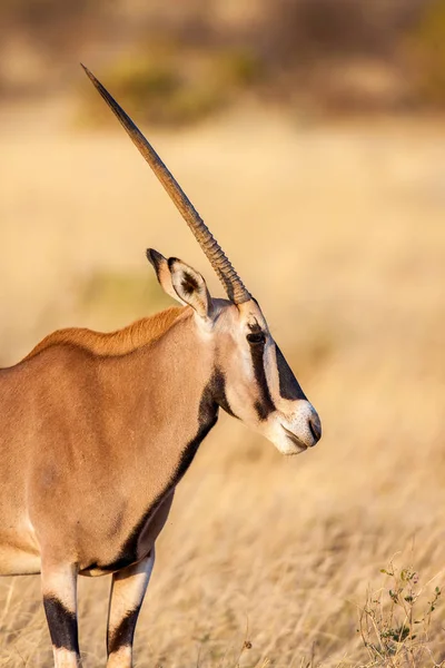 Retrato de um antílope gemsbok Oryx gazella no deserto, África — Fotografia de Stock