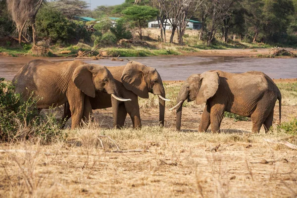 Three Elephants Loxodonta Africana Walking on Savannah, Africa