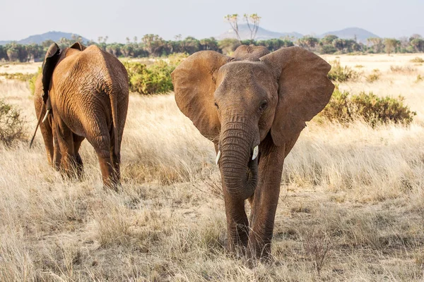 Взрослый африканский слон занят выпасом в кустах — стоковое фото