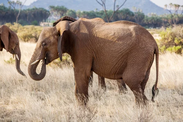 Adulto elefante africano ocupado pastando no mato — Fotografia de Stock