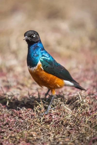 Pássaro Starling soberbo com penas brilhantes — Fotografia de Stock