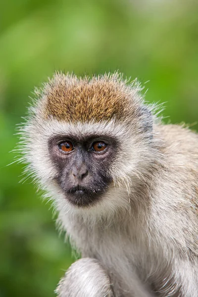 Kočkodani opice Chlorocebus pygerythrus žena zavřít nahoru, Afrika — Stock fotografie