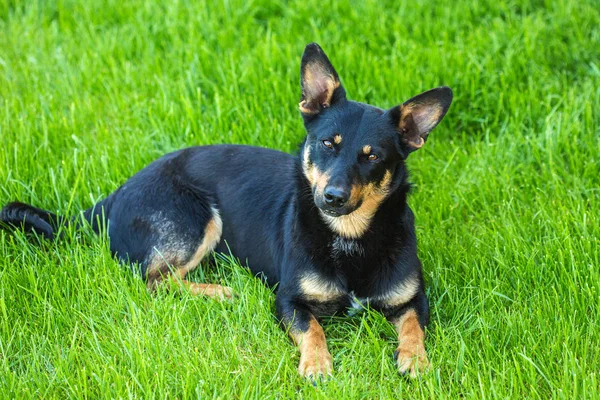 Dog lying in the green grass — Stock Photo, Image