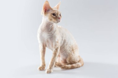 Cornish Rex yavru kedi poz ve yan arıyorum