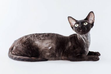 Kara kedi Cornish Rex gri bir arka plan üzerinde poz.