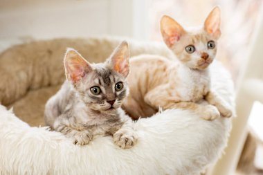 Sevimli iki yavru kedi Cornish Rex peluş sepetle bakan