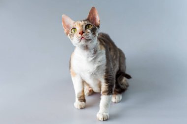 Cornish Rex kitten posing on a grey background. clipart