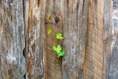 Ahşap arkaplanda yeşil sarmaşık