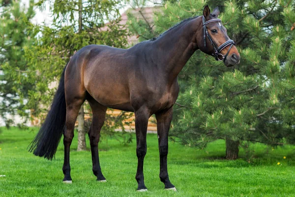 Gouden rood of bruin paard staande tegen groene bomen — Stockfoto