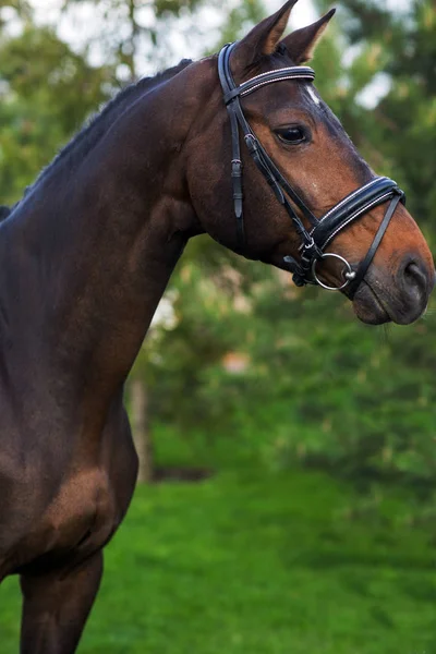 Retrato de hermoso caballo rojo en verano contra verdes —  Fotos de Stock