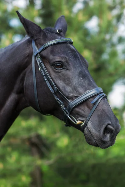 Bay häst hingst stående i sommaren mot grönska — Stockfoto