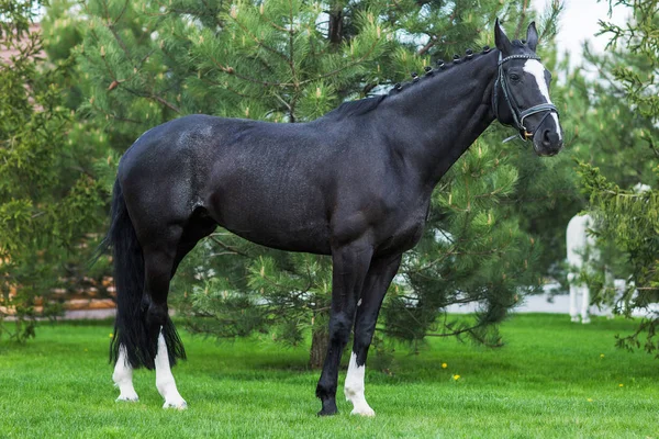 Strong black stallion standing alone against greenery in the summer — Stock Photo, Image