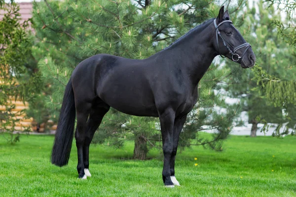 Strong black stallion standing alone against greenery in the summer — Stock Photo, Image
