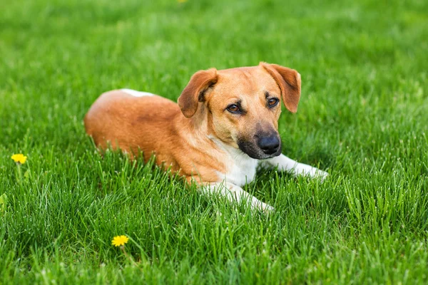 Perro joven acostado en la hierba verde para uso de fondo — Foto de Stock