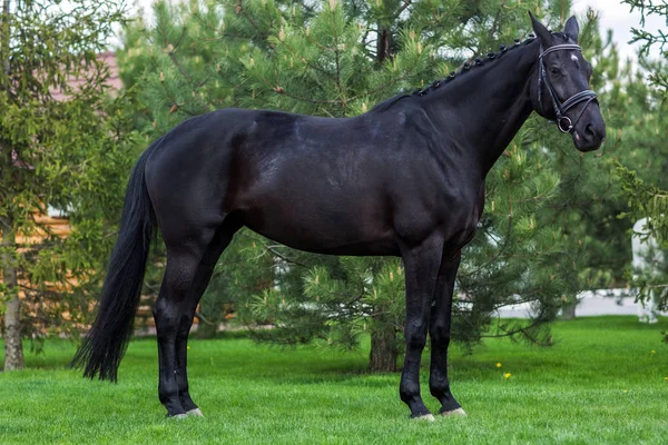Ισχυρή μαύρο stallion στέκεται μόνη εναντίον βλάστηση το καλοκαίρι — Φωτογραφία Αρχείου