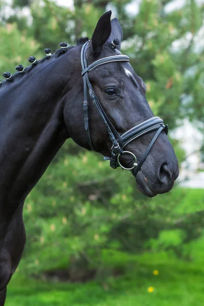 Πανέμορφο άλογο επιβήτορας πορτρέτο το καλοκαίρι εναντίον πρασινάδα — Φωτογραφία Αρχείου