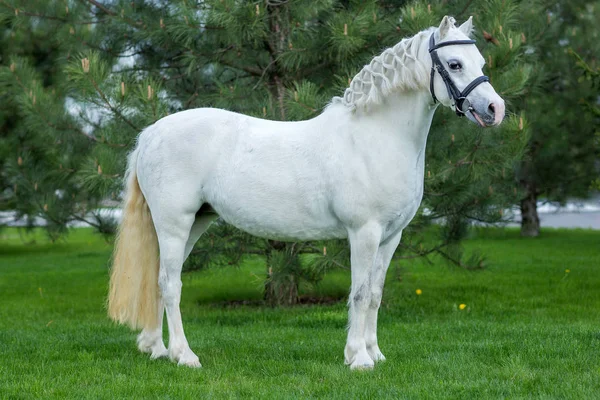 Krásný bílý kůň portrét na zeleň vzdorovat pastviny — Stock fotografie