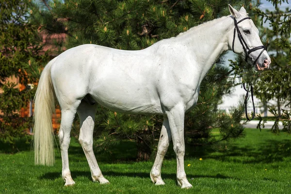 Hermoso retrato de caballo blanco en el pasto verde agaísta —  Fotos de Stock