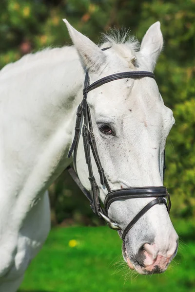 Beyaz atın mera agaist yeşillik, yakın çekim — Stok fotoğraf