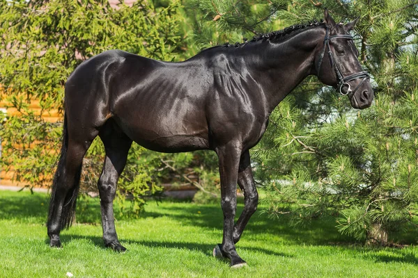 Πανέμορφο επιβήτορας friesian με μακριά χαίτη στέκεται μόνη εναντίον πρασινάδα — Φωτογραφία Αρχείου