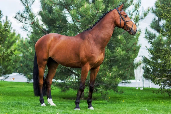Χρυσή κόκκινο ή καφέ άλογο στέκεται στο πράσινο λιβάδι — Φωτογραφία Αρχείου